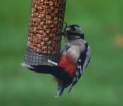 Woodpecker F5.jpg