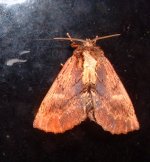 moth1-small.jpg