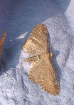 moth3-small.jpg