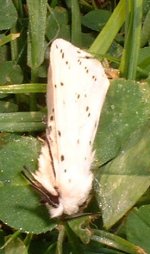 white-ermine.jpg