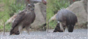 sparrowhawk4.gif