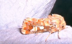 moth 7b.jpg