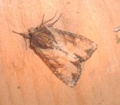 moth5-small.jpg