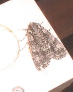 moth6-small.jpg