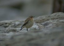 Wheatear.jpg