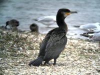 cormorant.jpg