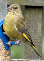 greenfinch.jpg