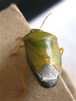 shield_bug_28jul04_640.jpg