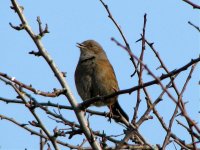 dunnock singing spring.jpg