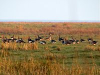 greylag geese lurgangreen feb 08.jpg