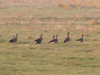 greenland white fronted geese lurgangreen feb 08.jpg