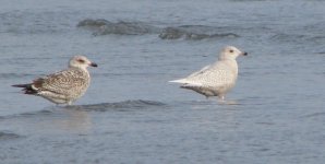 iceland gull.JPG