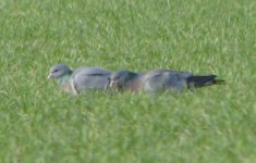 stock dove.JPG