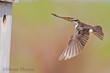 Tree_Swallow_flight5.jpg