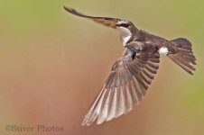 Tree_Swallow_flight6.jpg