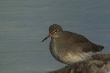 REDSHANK.jpg