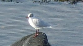 Med gull @ Newbiggin.jpg