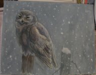 Snowy Owl 2008-02-01-1.jpg