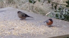 Bullfinch pair 2.jpg