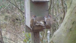 Tree sparrow 5.JPG