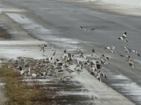 Snow Buntings.jpg