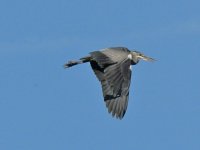 Grey Heron_800x600.jpg