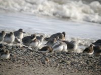 tn_Baltray Beach 4.JPG