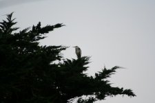 tn_G Heron on tree Parsonstown 2.JPG