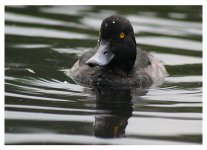 Tufted Duck.jpg