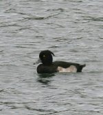 Tufted Duck (2).jpg