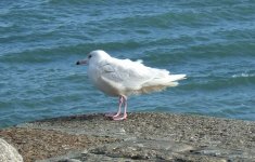 glauc westc.jpg