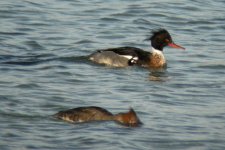 RED-BREASTED MERGANSER.jpg