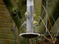 siskins2.30.3.08.JPG