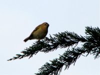 goldcrest.jpg