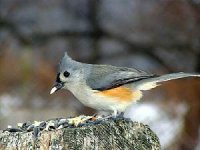 Tufted-Titmouse.jpg