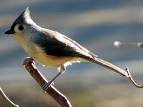 titmouse.jpg