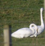 WHOOPER SWAN.jpg