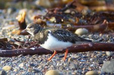 TURNSTONE.jpg