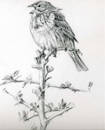 Corn bunting.jpg