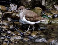 Common Sandpiper no 2.jpg