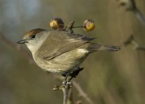 Blackcap female.jpg