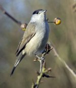 Blackcap male.jpg