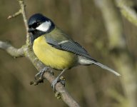 Great Tit.jpg