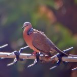 Dove-1 with scope and PS camera 150ft.jpg