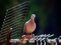 Dove-3 with scope and PS camera 150ft.jpg