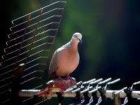 Dove-2 with scope and PS camera 150ft.jpg