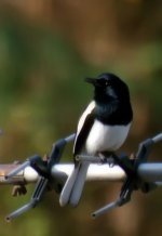 magpie robin-1 with scope and DSLR camera 150ft.jpg