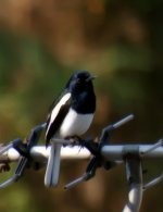 magpie robin-2 with scope and DSLR camera 150ft.jpg