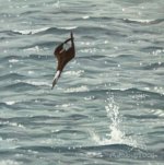 Diving Blue-Footed Booby.jpg