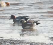 American Wigeon.jpg